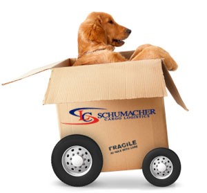 Moving your pet interstate in Australia